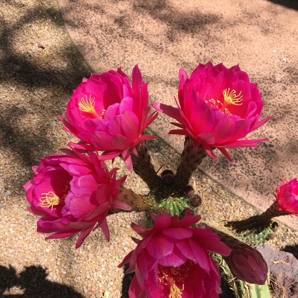 Meet your Posher, Violet150 - Picture 3 of 5